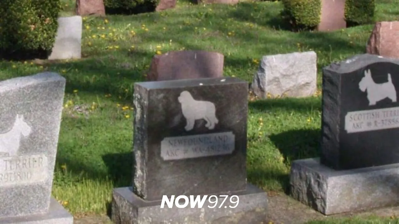 "Buscamos dar respuesta a las familias en un momento doloroso" - Emmanuel Ferrario, sobre la apertura de un cementerio para mascotas en Chacarita.