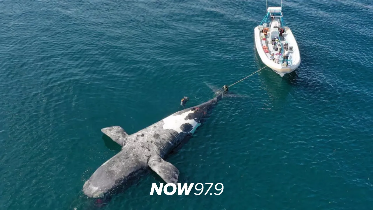 "Podría tratarse de una intoxicación que provoca la marea roja" - Mariano Coscarella, investigador del CONICET, sobre las ballenas encontradas muertas en las costas de Chubut. 