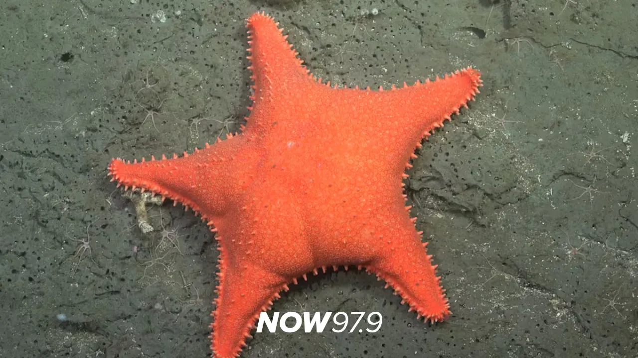 "Vamos a transmitir en vivo desde cañones submarinos frente a la costa de Chubut." - Mariano Martínez, investigador del CONICET, sobre la nueva expedición submarina.